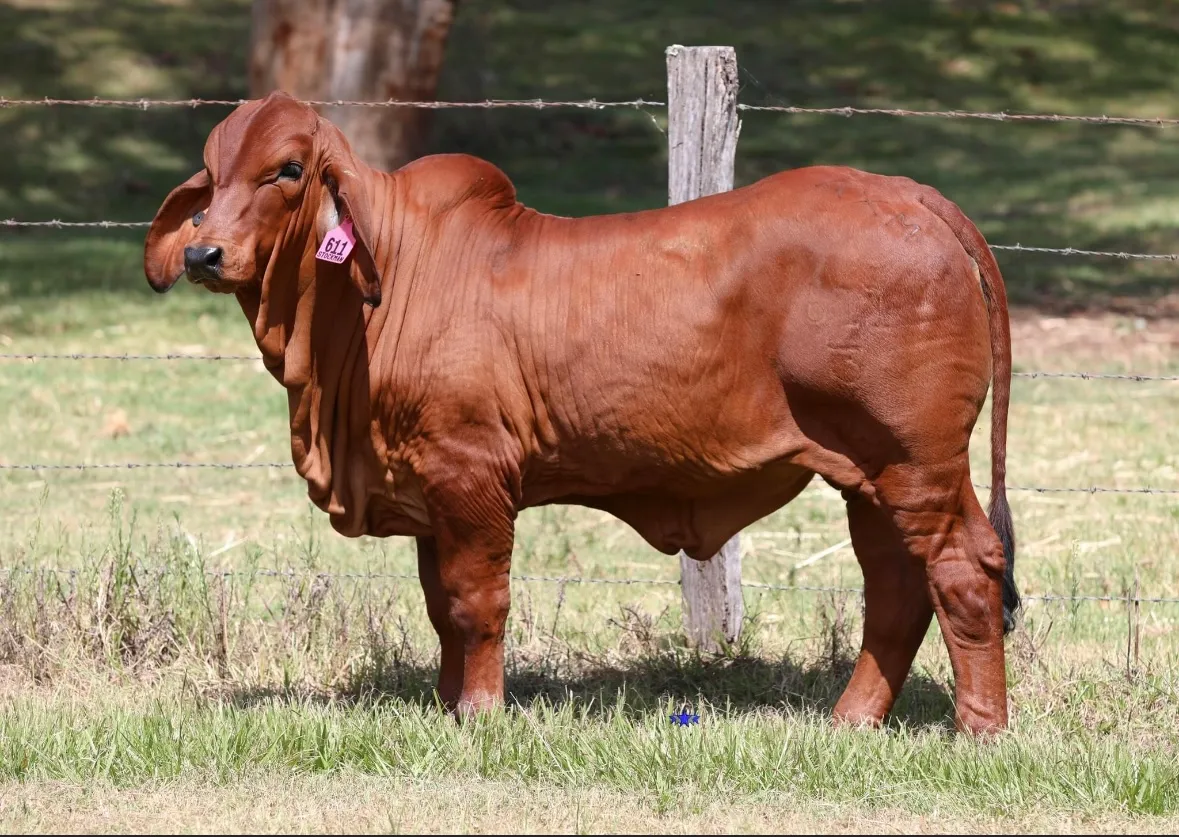 Tarramba Topshelf 4174 (IVF) (PP) the Brahman