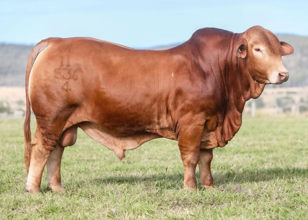 Glenlands D Dempsey (IVF) (PP) (AI) D5 the Droughtmaster