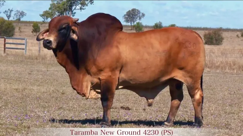 Tarramba New Ground 4230 (PS) the Brahman