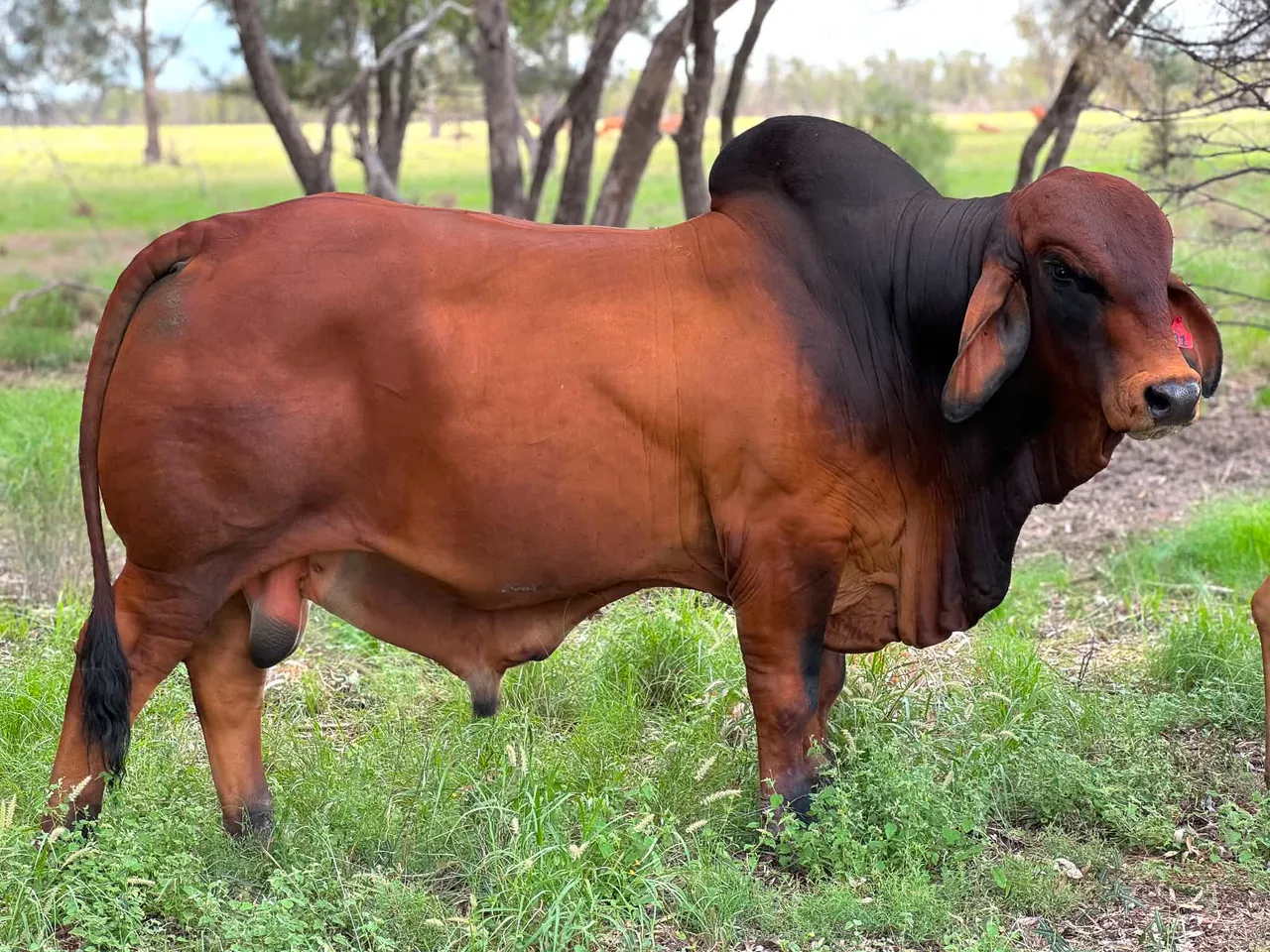 Samari Plains Whiplash (PP) the Brahman