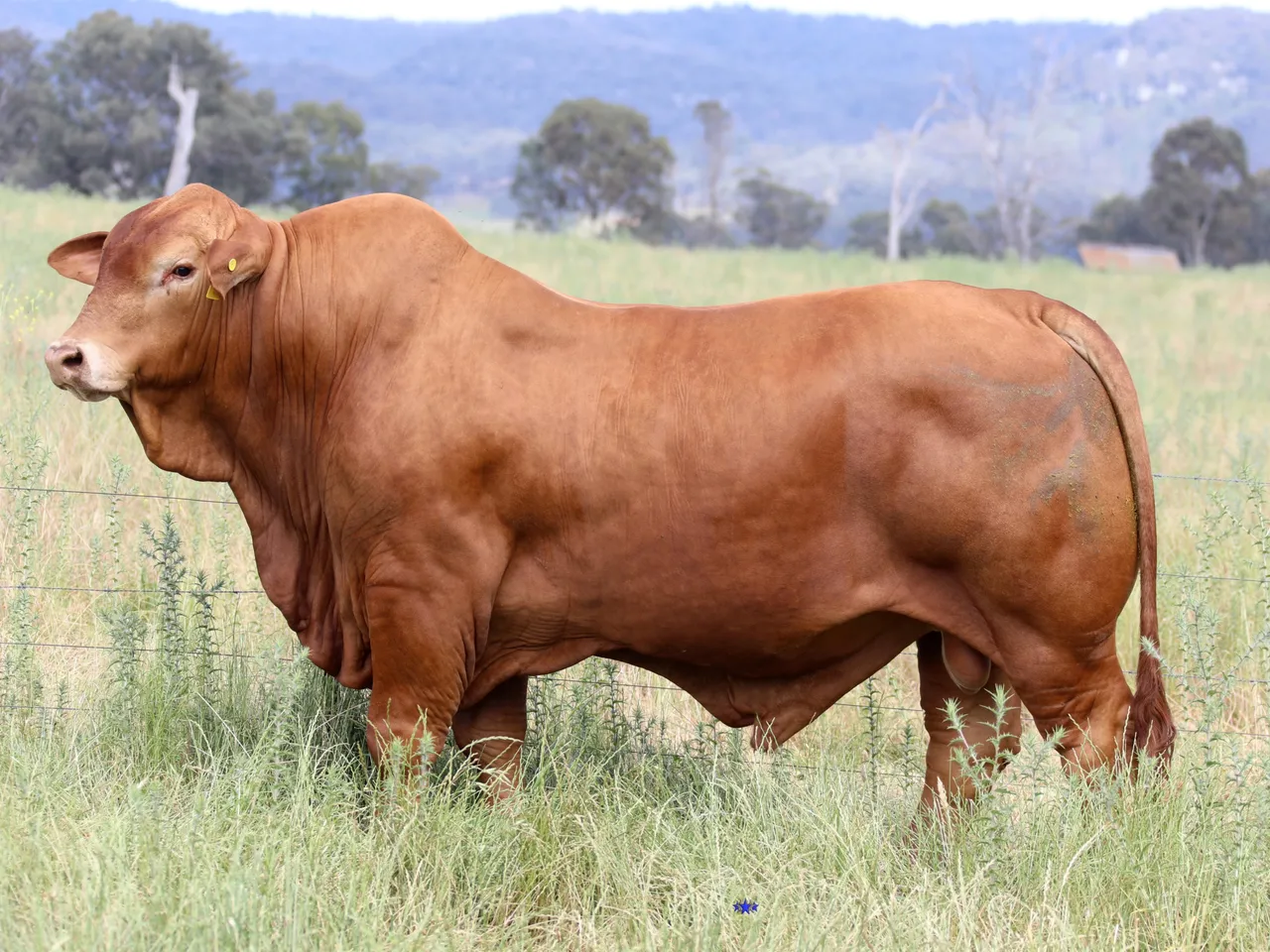 Glenlands D Dempsey (IVF) (PP) (AI) D5 the Droughtmaster