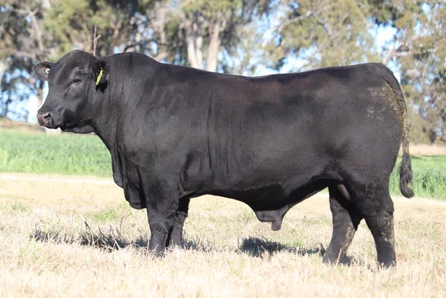 Palgrove Quicksilver Q1447 (P) ET the Ultrablack