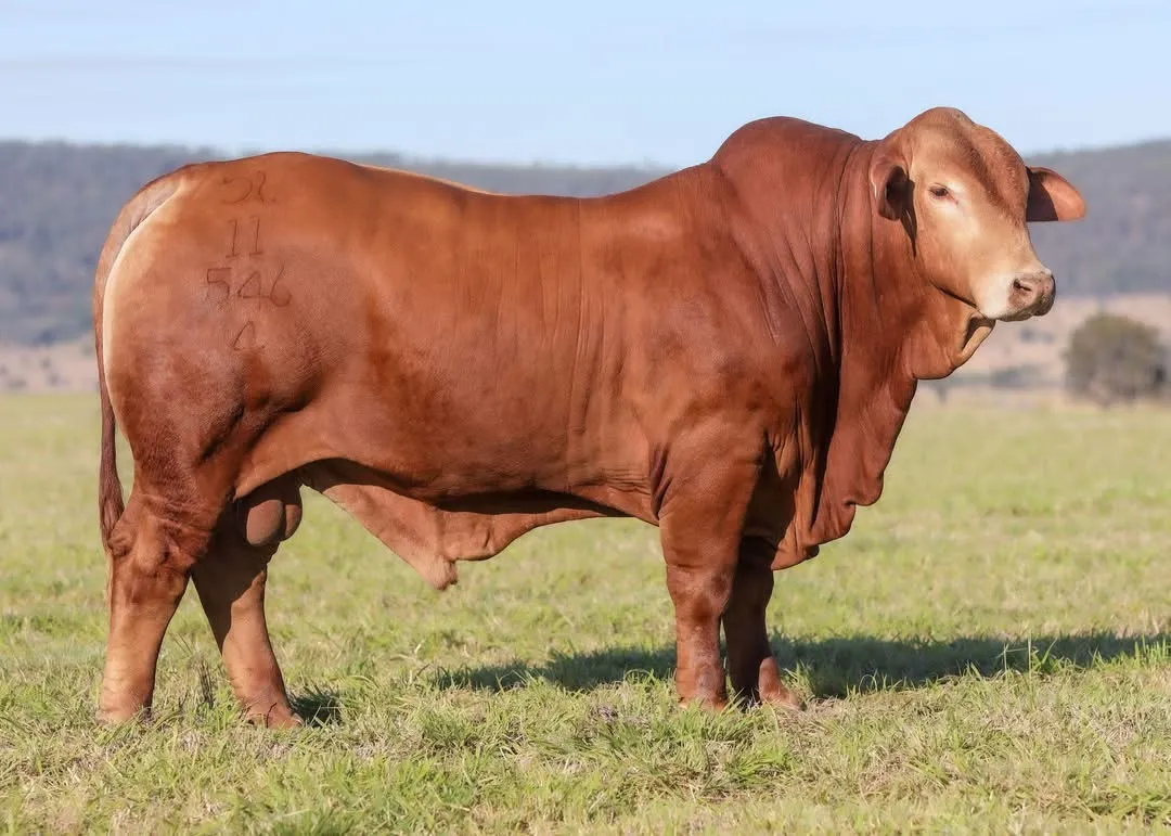 Glenlands D Dempsey (IVF) (PP) (AI) D5 the Droughtmaster