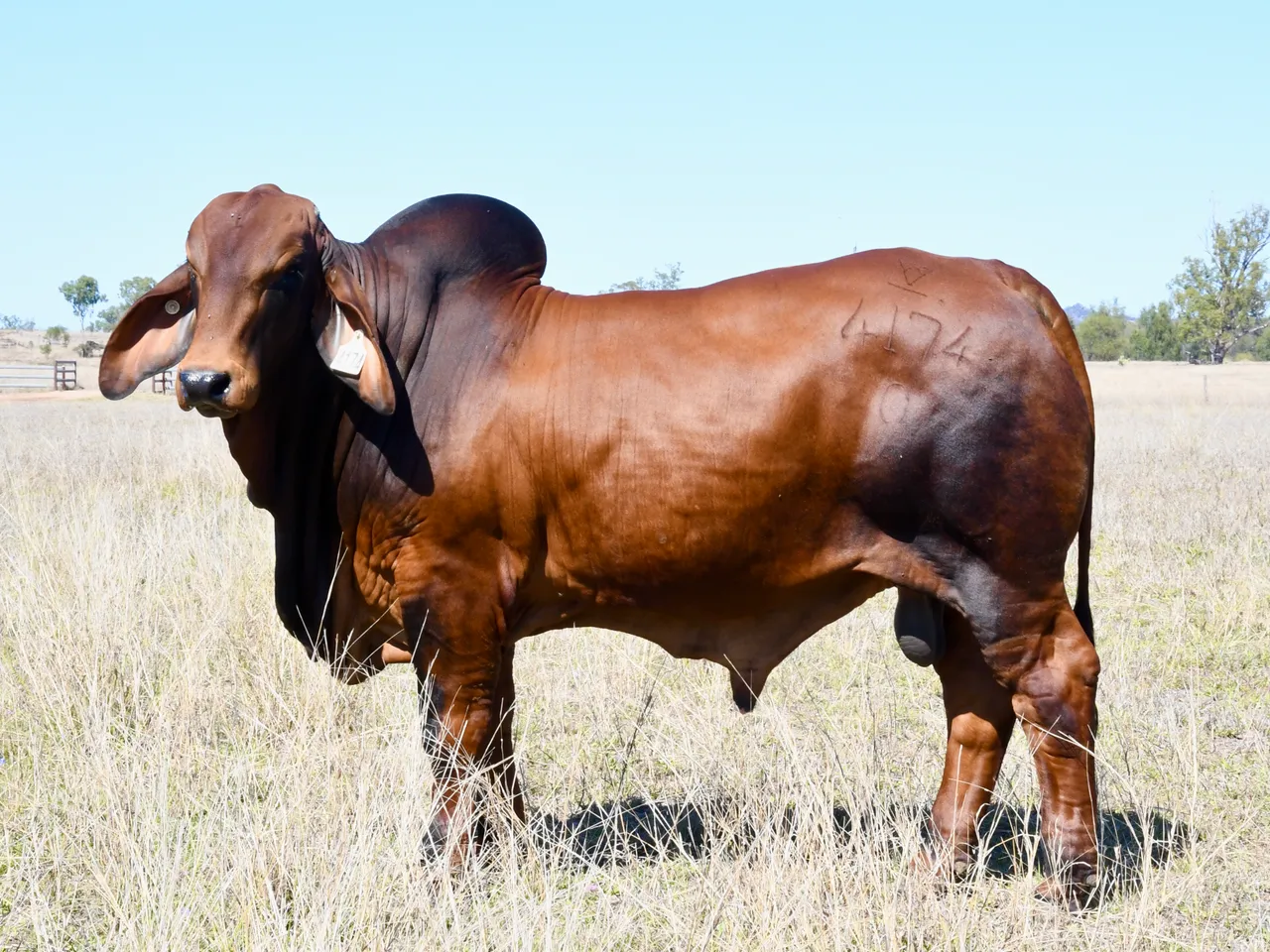 Tarramba Topshelf 4174 (IVF) (PP) the Brahman