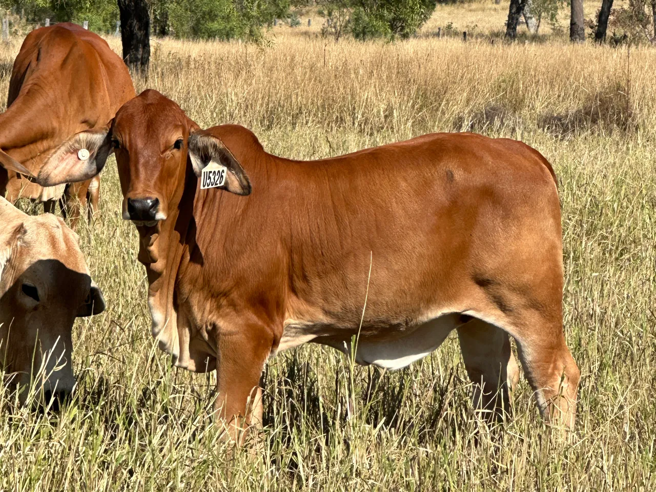 Tarramba New Ground 4230 (PS) the Brahman
