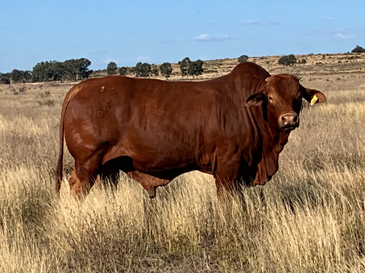 Glenlands Utopia the Droughtmaster