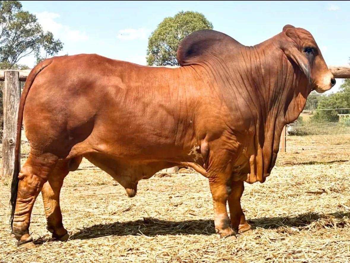 Tarramba Topshelf 4174 (IVF) (PP) the Brahman