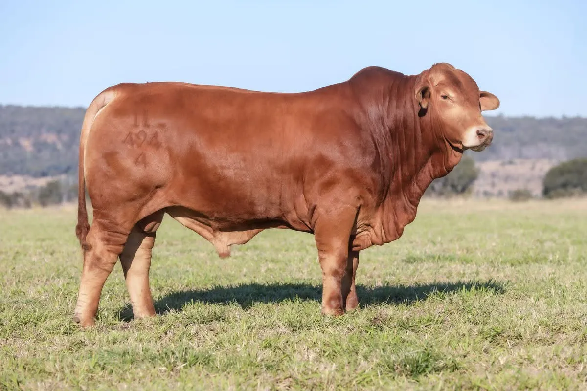 Glenlands D Dempsey (IVF) (PP) (AI) D5 the Droughtmaster
