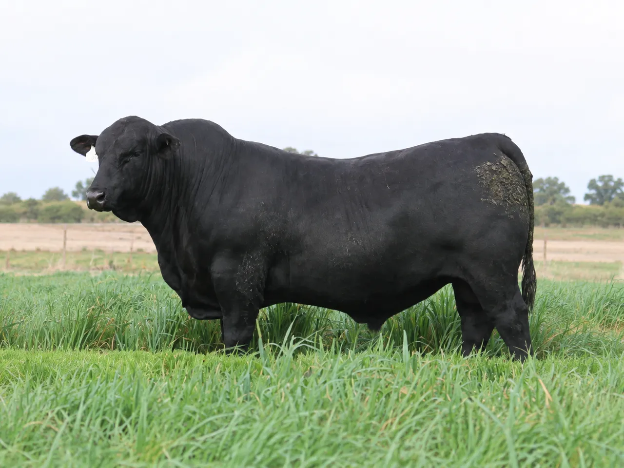 PALGROVE U STAR the Ultrablack