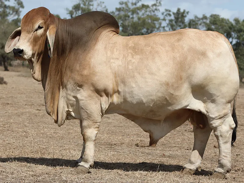 Ooline Kansas the Brahman