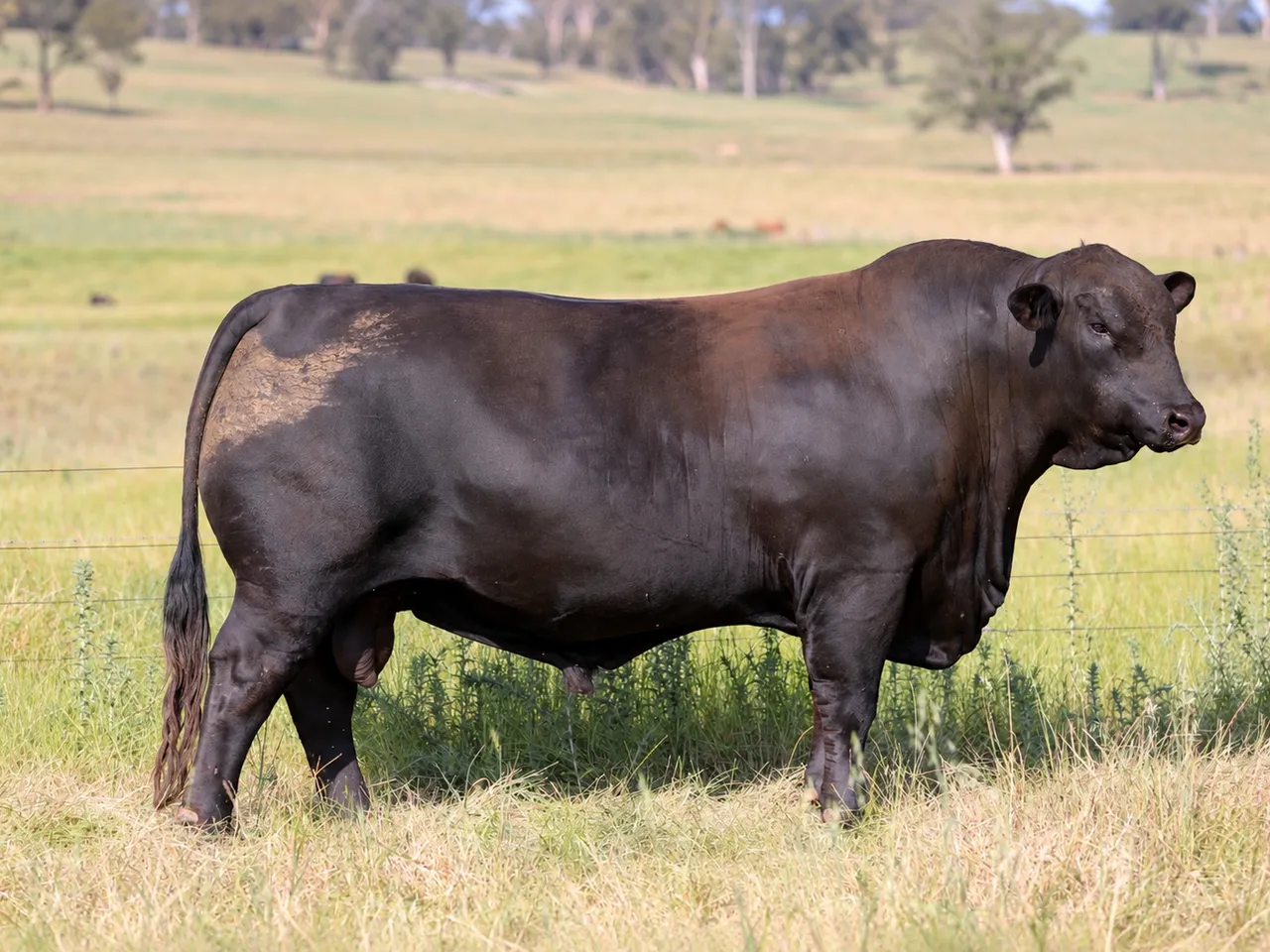 Palgrove Sugar Ray S853 (PP) the Brangus