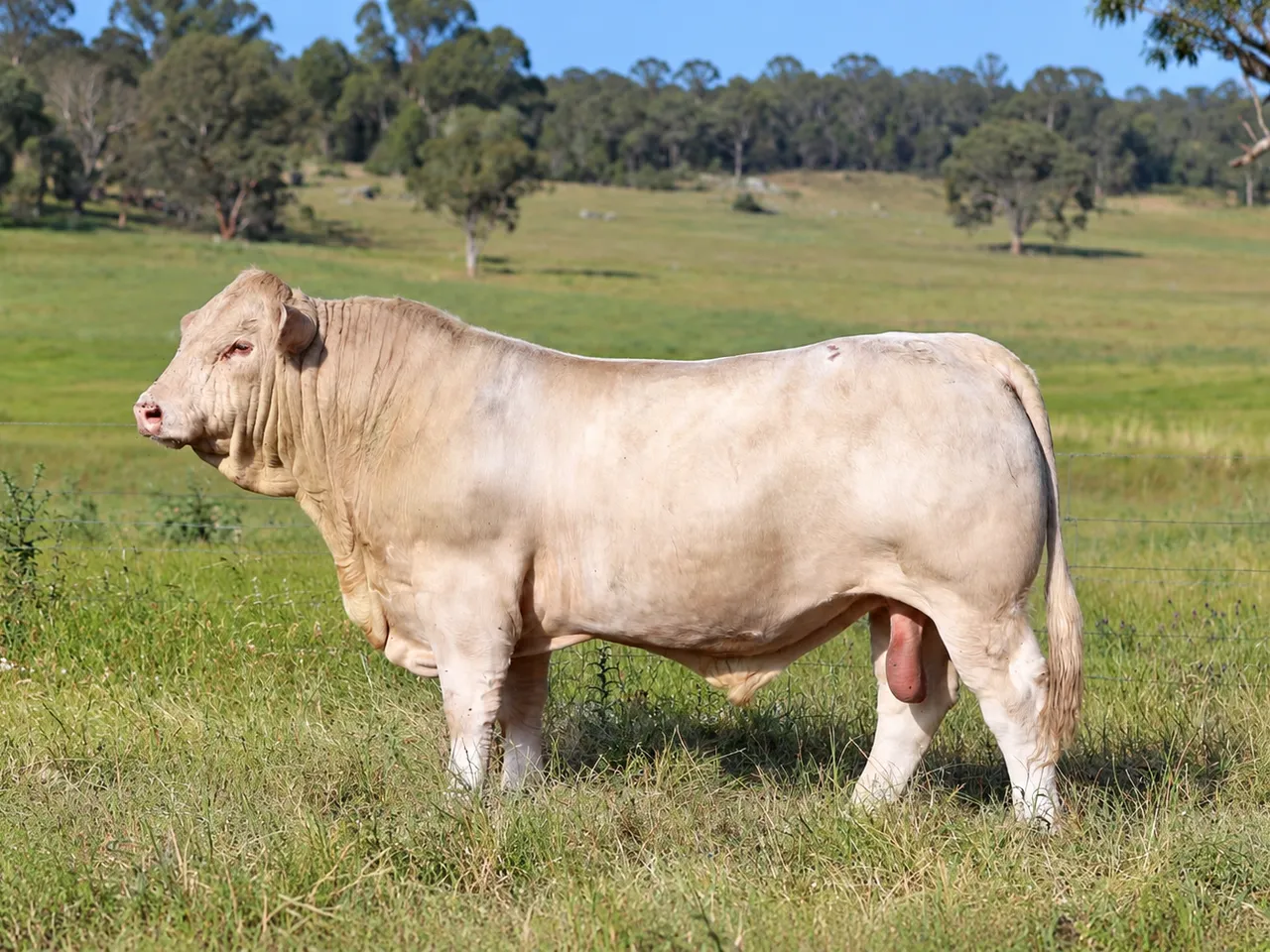 Clare Titan (P) the Charolais
