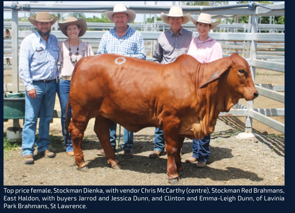 Tarramba Topshelf 4174 (IVF) (PP) the Brahman