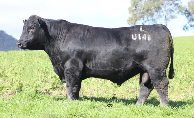 Knowla Ultra the Angus