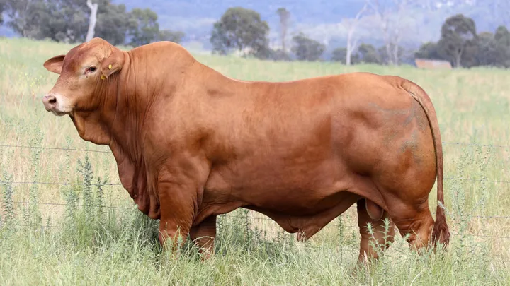 Glenlands D Dempsey (IVF) (PP) (AI) D5