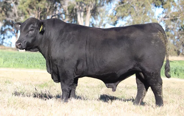 Palgrove Quicksilver Q1447 (P) ET