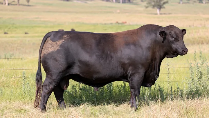 Palgrove Sugar Ray S853 (PP)